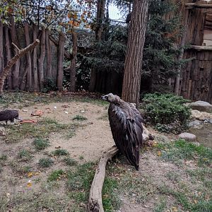 Eurasian Black Vulture