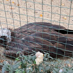 Eurasian Black Vulture Zoo Praha 2018