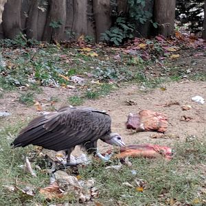 Hooded Vulture Zoo Praha 2018