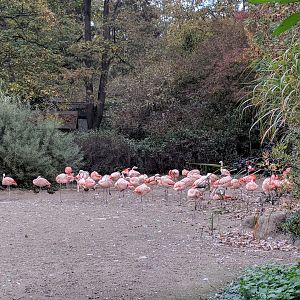 Flamingo Pond Zoo Praha 2018