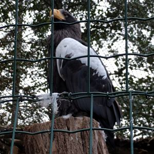 Stellers Sea Eagle Zoo Praha 2018
