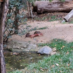Wild Rats in Bird of Prey Aviary