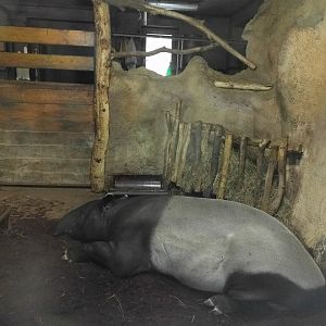 Malayan Tapir Zoo Praha 2018