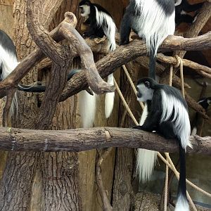 Black and White Colobus Monkeys Zoo Praha 2018