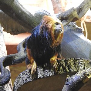 goldhead tamarin