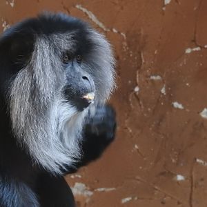 Lion-tailed macaque(Macaca silenus)