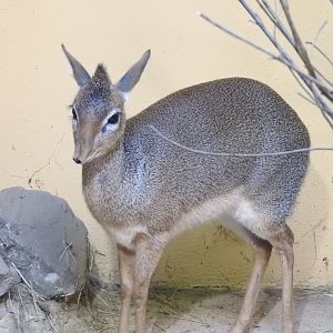 kirk's dik dik( Madoqua kirkii)