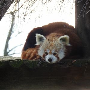 Red panda(Ailurus fulgens)