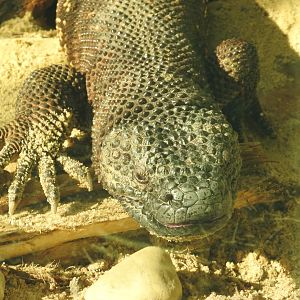 Mexican heloderma(Heloderma horridum)