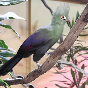 green-crested turako(Tauraco persa)