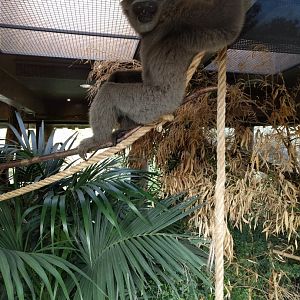 Gibbon Zoo Praha 2018