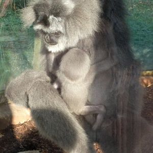 Gibbon with Baby Zoo Praha 2018