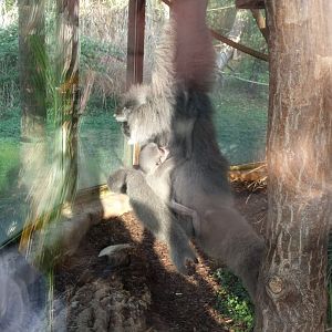Gibbon with Baby Zoo Praha 2018