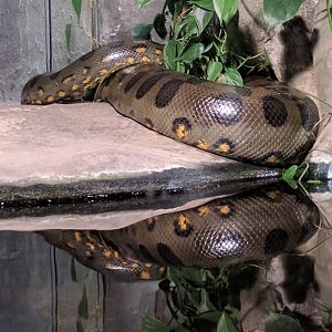 Green Anakonda Zoo Praha 2018
