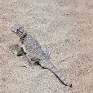 Lizzard Zoo Praha 2018