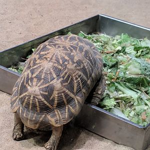 Star Tortoise Zoo Praha 2018