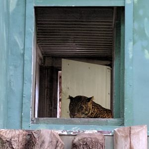 Javan Leopard Zoo Praha 2018