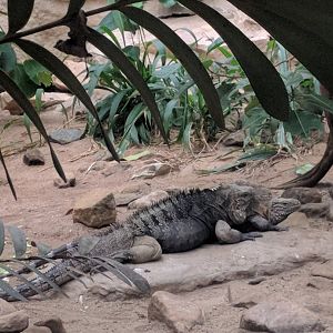 Iguana ID Zoo Praha 2018
