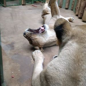 Yawning Asian Lioness Zoo Praha 2018
