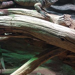 Iguanas Zoo Praha 2018