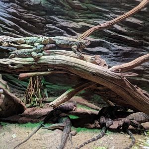 Iguanas Enclosure Zoo Praha 2018