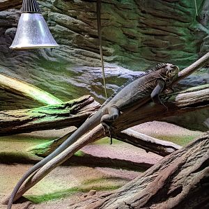 Iguana Zoo Praha 2018