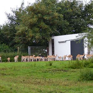 The old blackbuck enclosure in Givskud Zoo