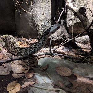 Gaboon Viper Zoo Praha 2018