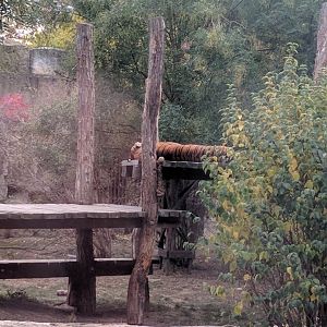 Malayan Tiger Zoo Praha 2018