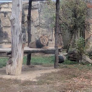 Asian Lion Zoo Praha 2018