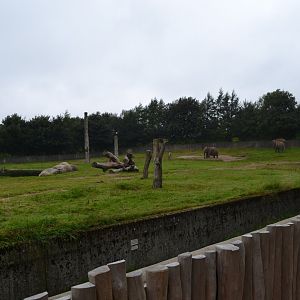 Elephant enclosure in Givskud Zoo