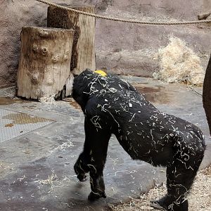Western Lowland Gorilla Zoo Praha 2018