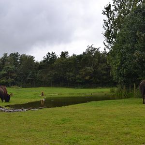 North American prairie in Givskud Zoo