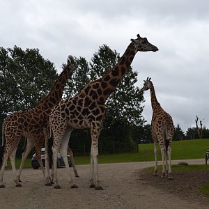 Giraffes on the road in Givskud Zoo