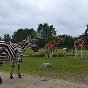 African savannah in Givskud Zoo