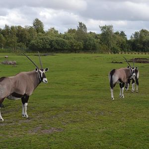 Gemsboks in Givskud Zoo