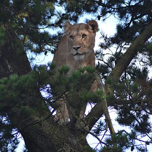 Lioness in tree in Givskud Zoo