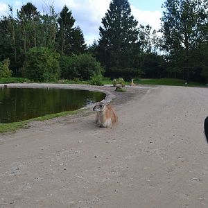 South American enclosure in Givskud Zoo