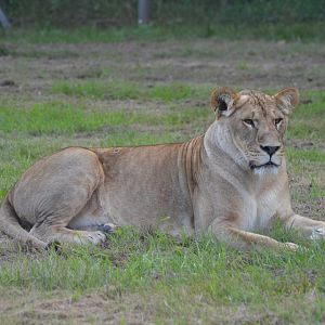 Lioness in Givskud Zoo