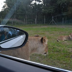 Close-up encounter with lions in Givskud Zoo