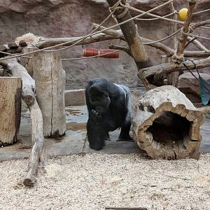 Western Lowland Gorilla Zoo Praha 2018