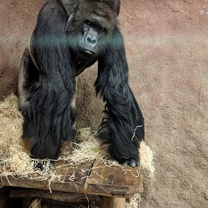 Western Lowland Gorilla Zoo Praha 2018