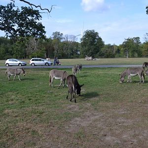 Maglemermarken in Knuthenborg