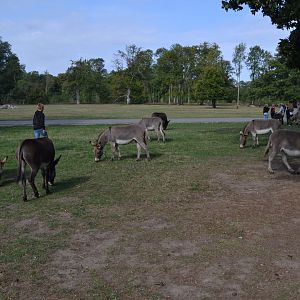 Maglemermarken in Knuthenborg