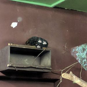 Monkey ID Zoo Praha 2018