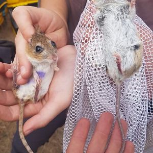 Bushveld Gerbil and Red Veld Rat