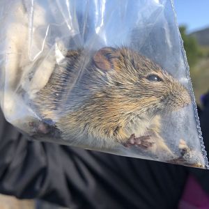 Four-Striped Grass Mouse