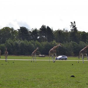The savannah in Knuthenborg