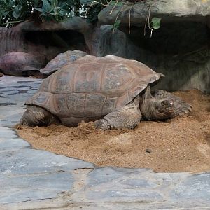 Galapagos Giant Tortoise Zoo Praha 2018