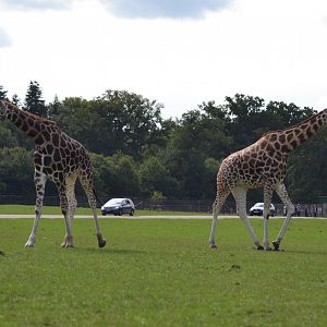 Savannah in Knuthenborg